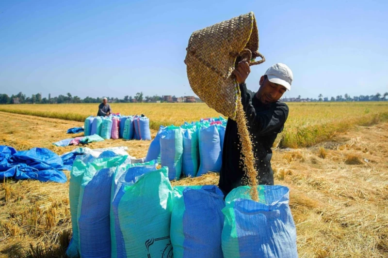 مفاجأة مفرحة في موسم الحصاد... وزارة التموين تحدد سعر أردب القمح 2024 وتبهج جميع المزارعين!